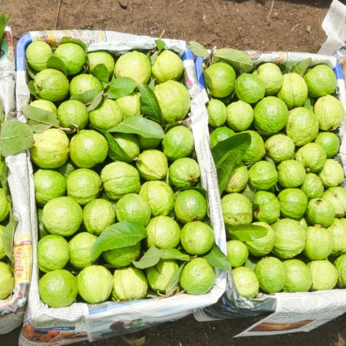 GUAVA